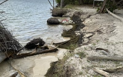 Mangroves: a solution to combat coastal and shoreline erosion