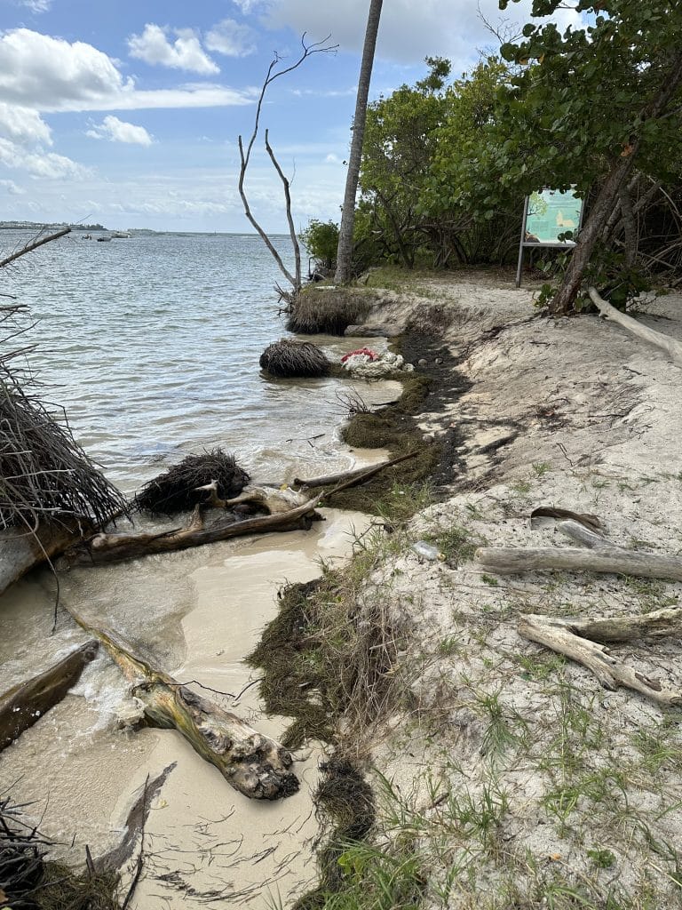 Mangroves: a solution to combat coastal and shoreline erosion